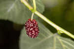 Red mulberry